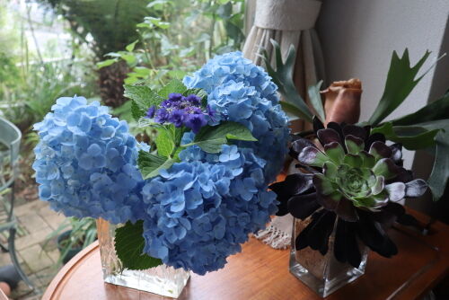 ホッとする 昔ながらの紫陽花 Alex S Garden Party