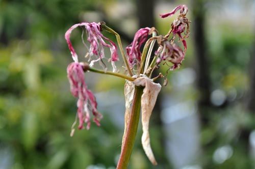 風信子さん Alex S Garden Party