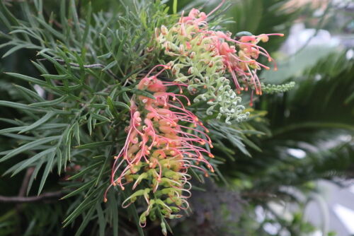 グレヴィレア・ココナッツアイス : Alex's Garden Party♪