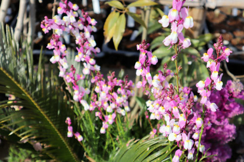 Linaria319ams