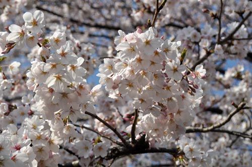 sakura409d_ms