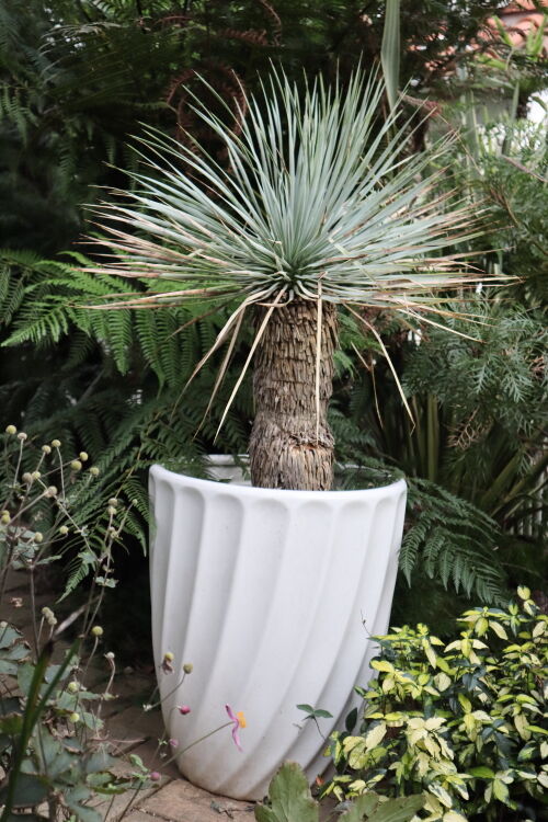 ユッカロストラータの復活チャレンジ（その2） : Alex's Garden Party♪