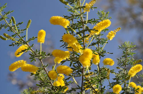 mimoza214_ms