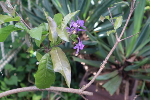 Petrea voiubilis507bms