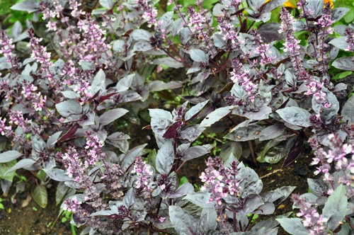 basil630_ms