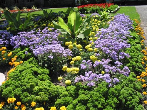 パセリ花壇 寄せ植え Alex S Garden Party パセリ花壇 寄せ植え Alex S Garden Party
