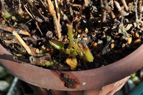 begonia330_ms