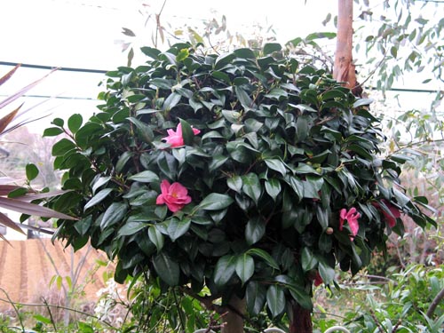 camelia405a