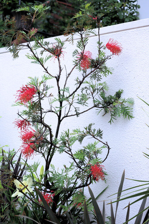 グレビリア 「ロビンゴードン」花芽あり グレビレア ロビンゴードン 苗