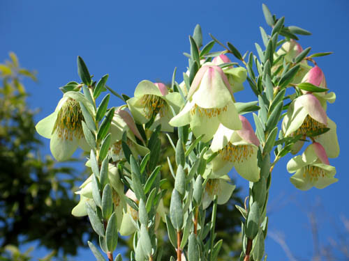 ２００７年総集編 オーストラリアの花 Alex S Garden Party