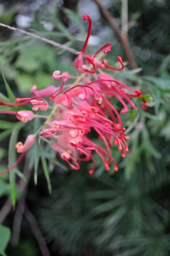 grevillea1025_ms