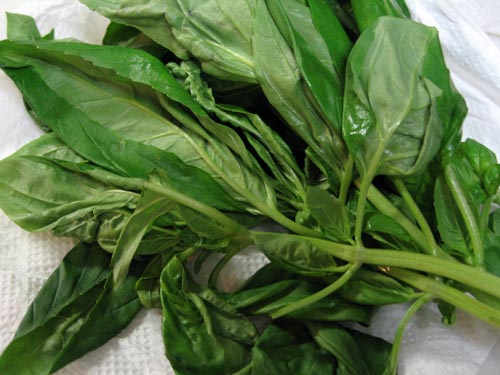 basil617