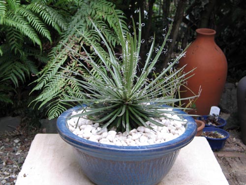 agave328