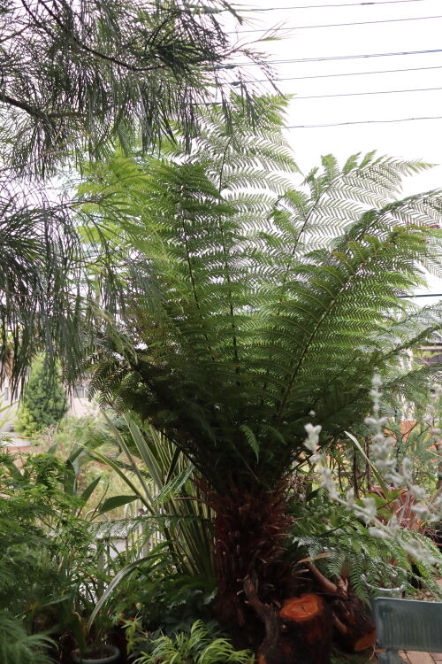 プレゼントします・・ディクソニアの胞子 : Alex's Garden Party♪