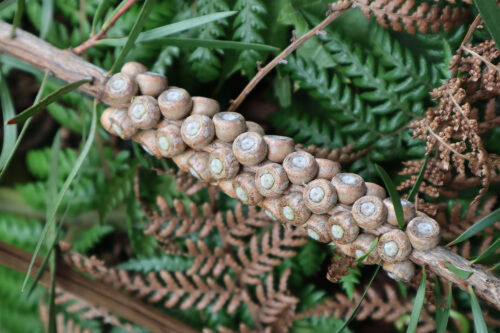 引き取り限定　ディクソニアに着生したアカシア　変わり株　オージープランツ 引き取り限定 ディクソニアに着生したアカシア 変わり株 オージー