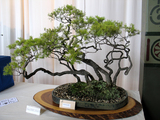 melaleuca