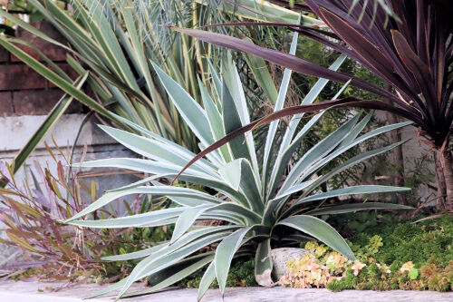 アガベ白閃光・・The Best 100 Plants in Alex's Gar・・・ : Alex's