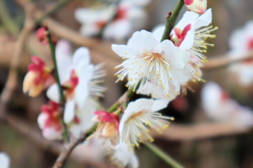 ume207ms