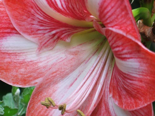 調べはアマリリス Alex S Garden Party 調べはアマリリス Alex S Garden Party