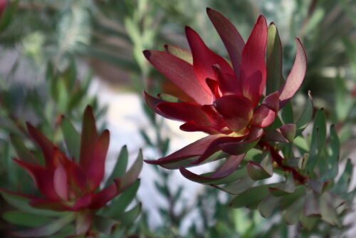 リューカデンドロン・レッド・デビル : Alex's Garden Party♪