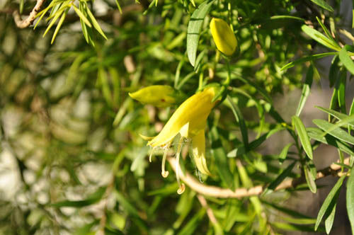 Eremophila maculata110_ms
