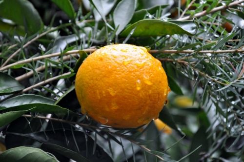 mikan1030b (500x332)