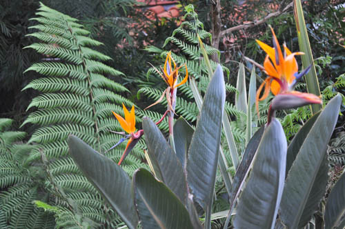 迎春アレンジ・ストレチア3点 迎春アレンジストレチア他3点 【公式通販】