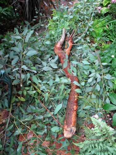 eucalyptus601