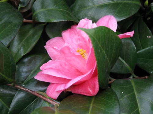 camelia405b