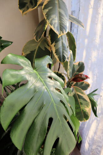 monstera211ms