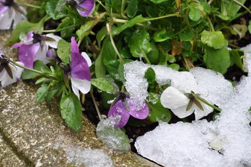 viola121_ms