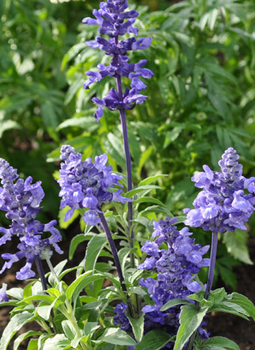 bluesalvia515_ms