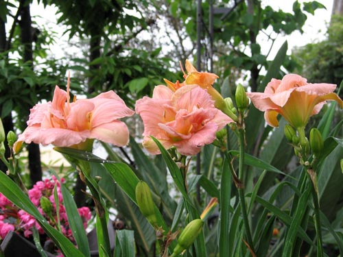 daylily618