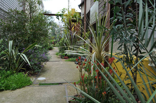 Alex S Garden Party オージープランツ Livedoor Blog ブログ Alex S Garden Party オージープランツ Livedoor Blog ブログ