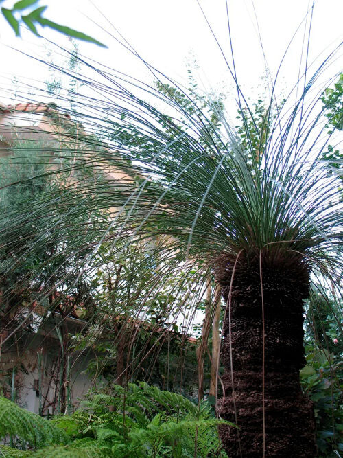 グラスツリー 我が家の庭木 ６７ Alex S Garden Party