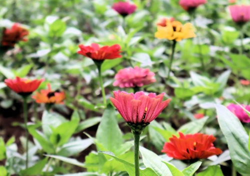 夏の花 19 百日草 ジニア Alex S Garden Party 夏の花 19 百日草 ジニア Alex S Garden Party