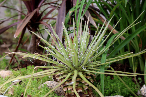 アガベ滝の白糸・・The Best 100 Plants in Alex's Garden : Alex's