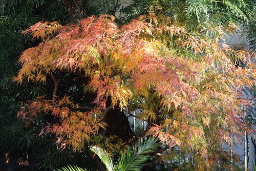 モミジ・・・The Best 100 Plants in Alex's Garden : Alex's Garden