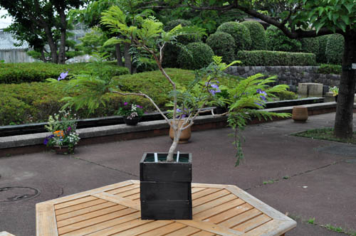 ジャカランダ 新しい庭におすすめの植物シリーズ ３ Alex S Garden Party