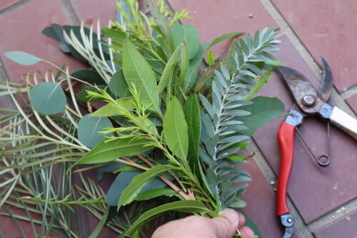 オージープランツ見本スワッグ Alex S Garden Party