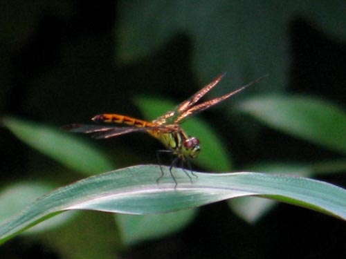 dragonfly822