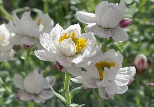 rhodanthe313a_ms
