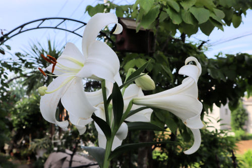 2年目に巨大化したカサブランカ : Alex's Garden Party♪