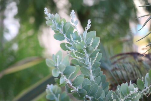 蕾つき　パールアカシア　来春開花 春を待つアカシアたち : Alex's Garden Party♪