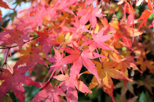 bmomiji1127bms