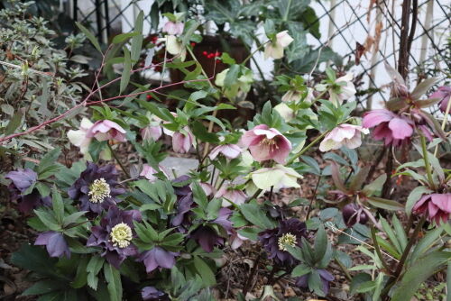 クリスマスローズの古葉取り(2)・・・Alex's Garden Lesson クリスマスローズの古葉取り(2)・・・Alex's Garden Lesson