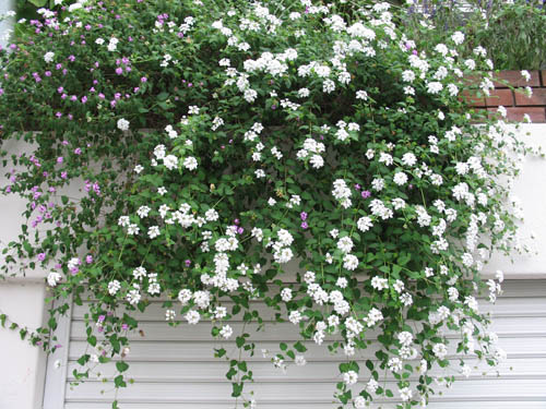 歳月を重ねたバーベナ コバノランタナの間違えでした Alex S Garden Party