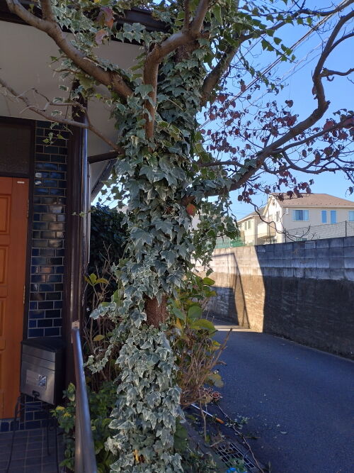 庭に植えてはイケナイ植物アイビー ヘデラ Alex S Garden Party