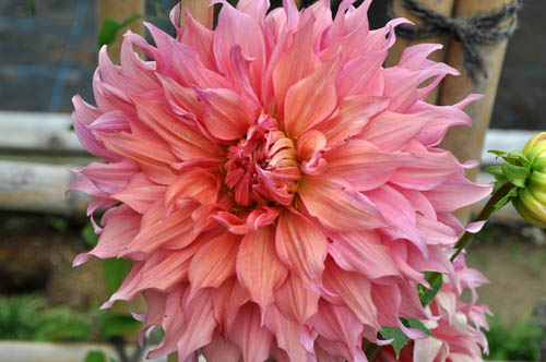 Alex S Garden Party 花木 Livedoor Blog ブログ
