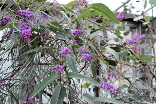 hardenbergia110cms